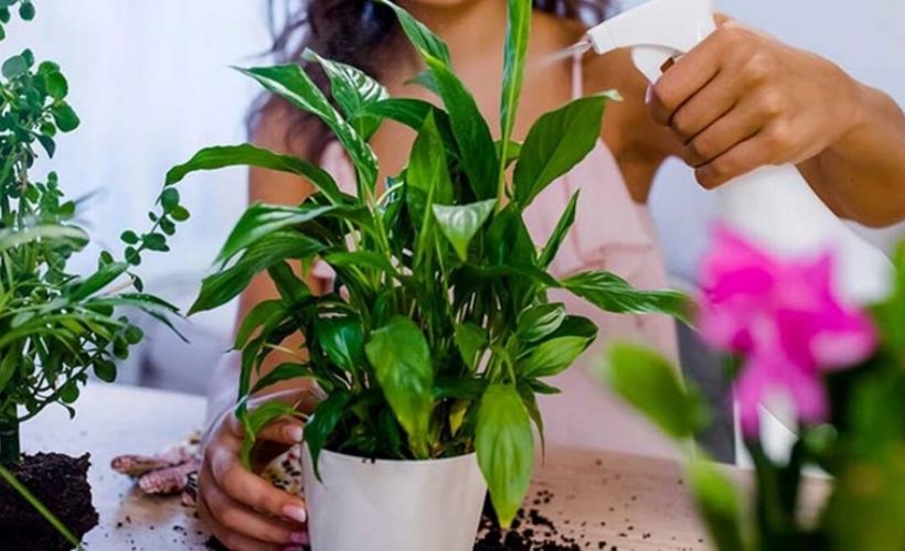 Tatildeyken çiçekleriniz solmasın