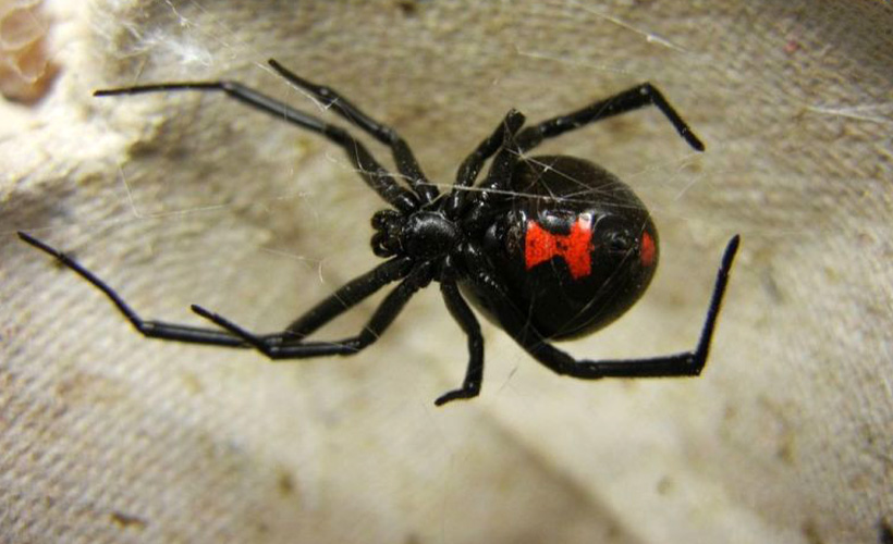 'Kara Dul' örümceği ne kadar tehlikeli?