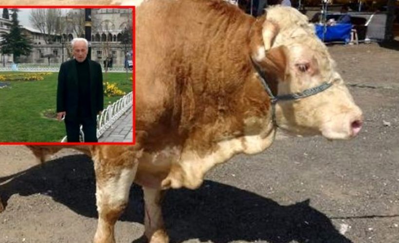 Artvin'de kurbanlık için aldığı boğanın saldırısına uğrayan kişi hayatını kaybetti