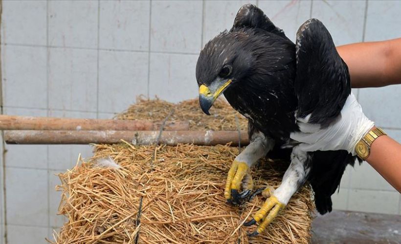 Bitkin halde bulunan kaya kartalı koruma altına alındı
