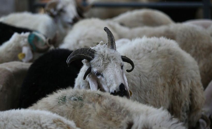 Bursa'daki kurban pazarında 4 boynuzlu koç ve boynuzları karışan keçi şaşırttı:'Onları kimse almaya yanaşmıyor'