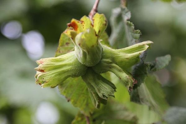 TMO fındık alımı için hazırlıklara başladı