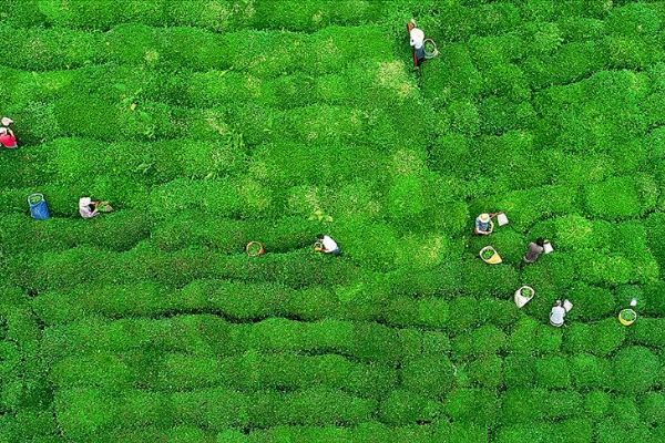 ÇAYKUR işçi ikramiyelerini yarın ödeyecek
