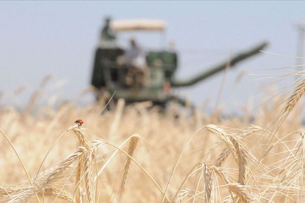 Tarım Kredi'den rekor arpa alımı