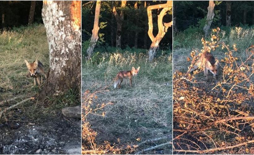 Aç kalan tilki piknikçilerin masasına konuk oldu