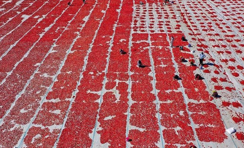 Daha çok domates kesmek için birbirleriyle yarışıyorlar