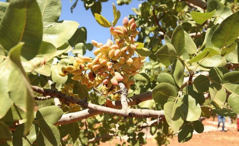 Fıstık diyarında boz Antep fıstığı hasadı başladı