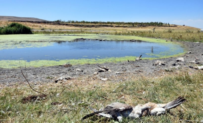 Van Gölü'ndeki martı ölümleri korkutuyor
