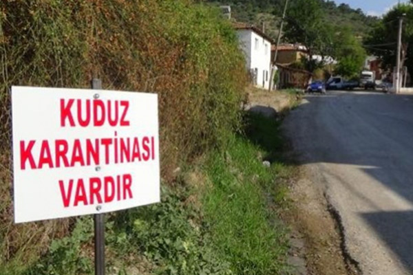 Adana'da kuduz paniği