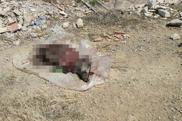 İzmir'de eti alınmış domuz leşi bulundu