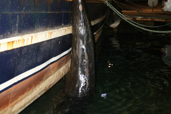 Muğla’da kıyıya balina vurdu