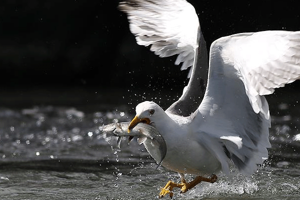 Van Gölü'nde martıların sefası