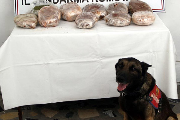 Narkotik köpeği 10 kilo uyuşturucu buldu