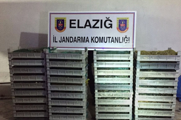 Elazığ’da 500 kilo kurbağa ele geçirildi