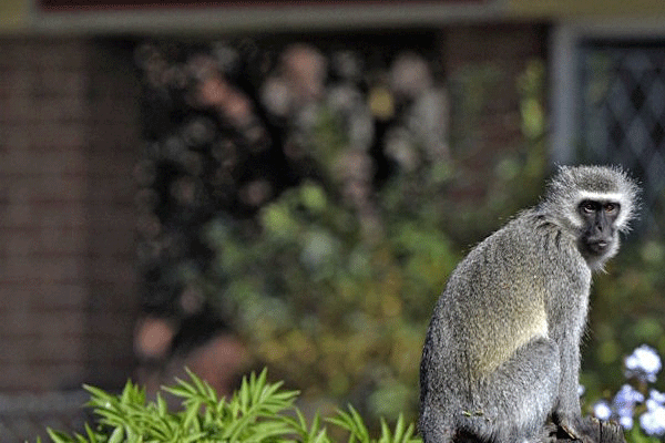 Maymun, ülkenin elektriğini kesti