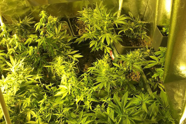 Lüks dairede uyuşturucu serası bulundu