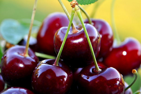 Konya kiraz üretiminde ikinci sırada