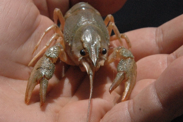 Binlerce kerevit Fırat Nehri'ne bırakıldı