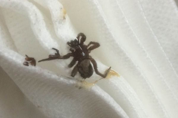 Ağrıyan kulağından örümcek çıkarıldı