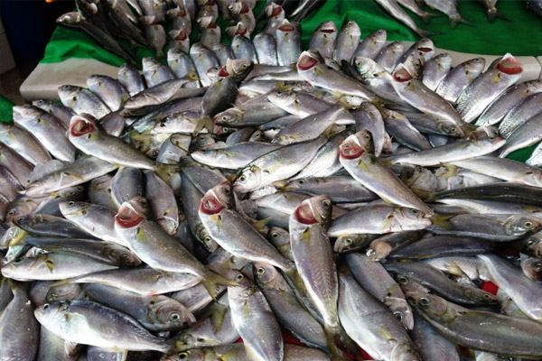 Ramazan'da balık fiyatları düştü