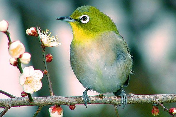 Görme engelli Uruguaylı 'beyniyle görüyor