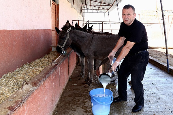 At ve eşek sütü altınla yarışıyor