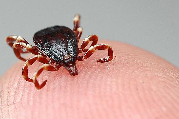 Mesire yerleri için kene uyarısı