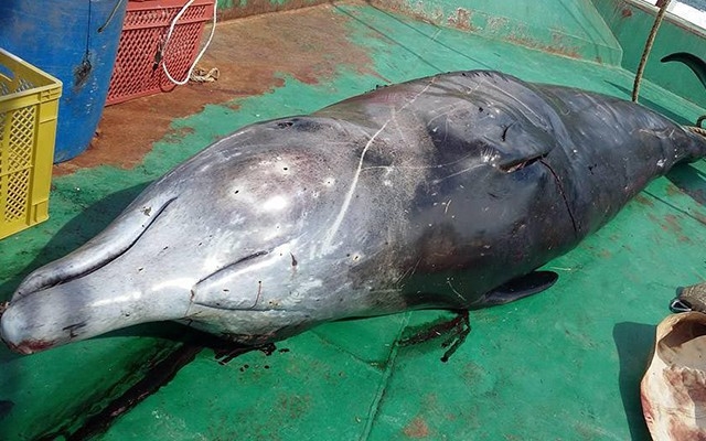 Balinanın ölümüne poşet neden olmuş