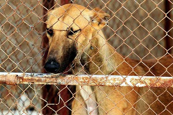 Köpek eti festivaline karşı 11 milyon imza