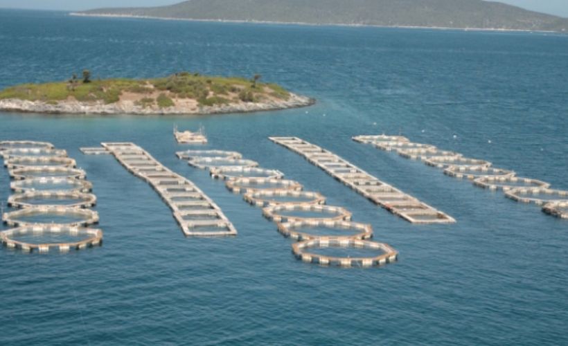 Su ürünlerinde ön izin verilmesine ilişkin işlemler 90 günde tamamlanacak