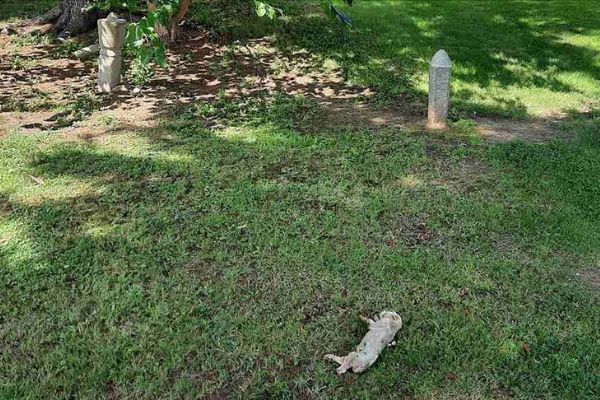 Bosna Hersek'teki bir cami avlusuna domuz leşi bırakıldı