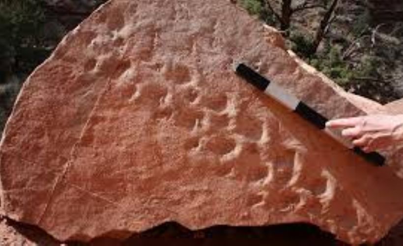 Arizona eyaletindeki Büyük Kanyon’da yaklaşık 313 milyon yıllık fosil ayak izine rastlanıldı