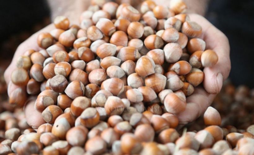 TMO'nun 2020 fındık alım sezonu açıldı