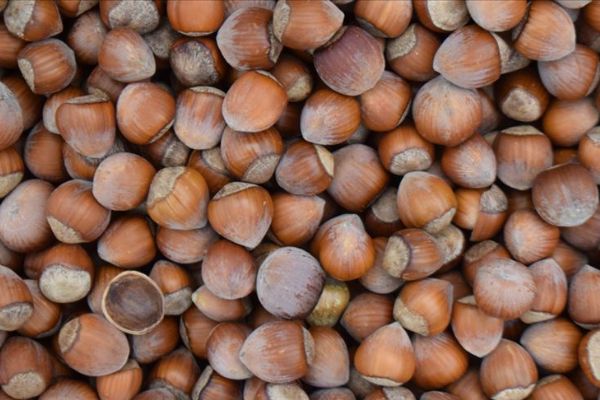 TMO fındık alımlarına başladı