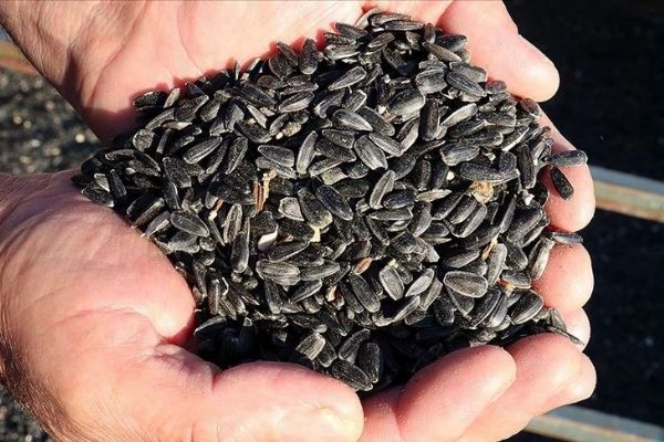 Ayçiçeği fiyatları üreticinin yüzünü güldürdü