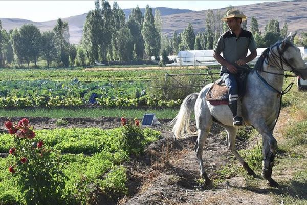 Erzurum'da devlet desteğiyle artan sebze üretimi Doğu'daki sofralara lezzet katıyor