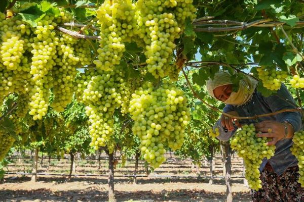 'Üzümün başkenti' Manisa'da gözler rekolte ve taban fiyat açıklamasında