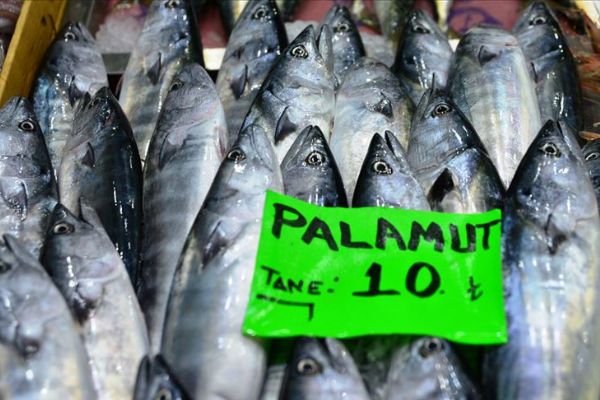 'Denizin kırmızı etli balığı' palamut 10 liradan tezgahlarda