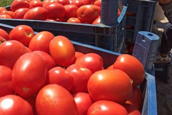 Tarım Kredi 85 bin ton salçalık domates alımına başladı