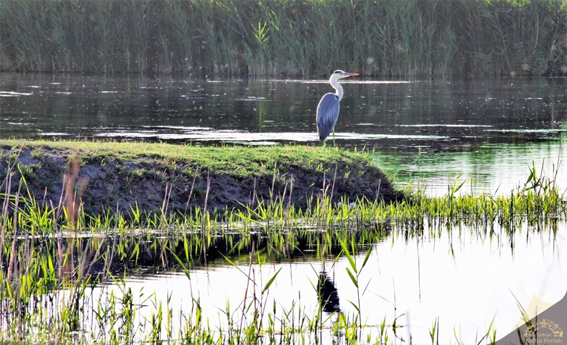 Doğu'nun kuş cennetinde göç hazırlığı