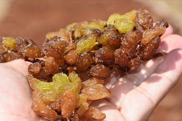 Çekirdeksiz kuru üzüm ihracatında hedef yarım milyar doların üzerine çıkmak