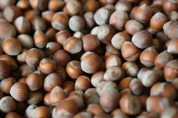 TMO son 3 yılda 223 bin ton fındık aldı