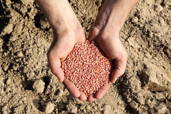 Ülker'in bisküvilik, yüksek verimli Aliağa Buğdayı'nda ilk hasat yapıldı