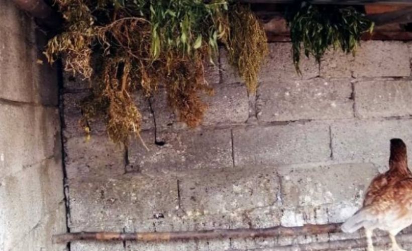 Osmaniye'de Hint kenevirlerini tavuk kümesinde kurutan şahıslar göz altına alındı