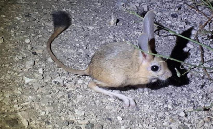 'Arap tavşanı' görüntülendi