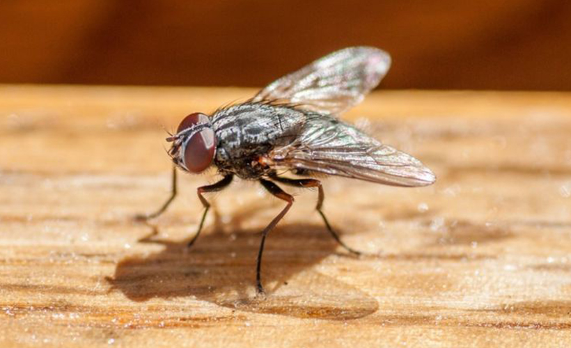 Sinek öldürmek isterken evini havaya uçurdu