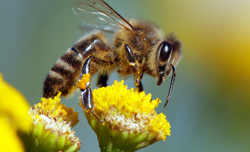 Bal arısının zehrinde şifa keşfedildi