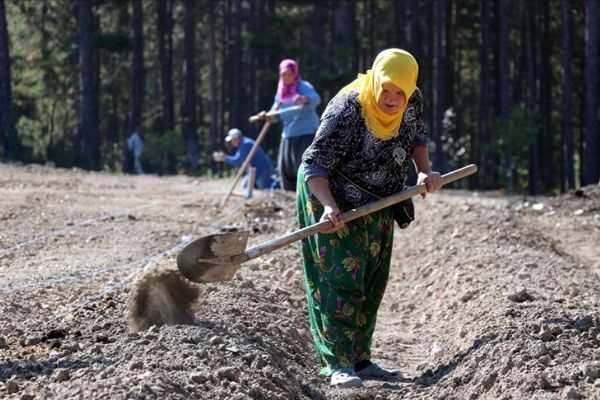 'Mucize bitki' safran toprakla buluştu