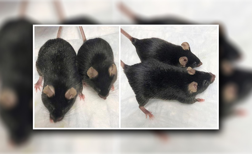 Uzaya gönderilen farelerden olumlu sonuç!