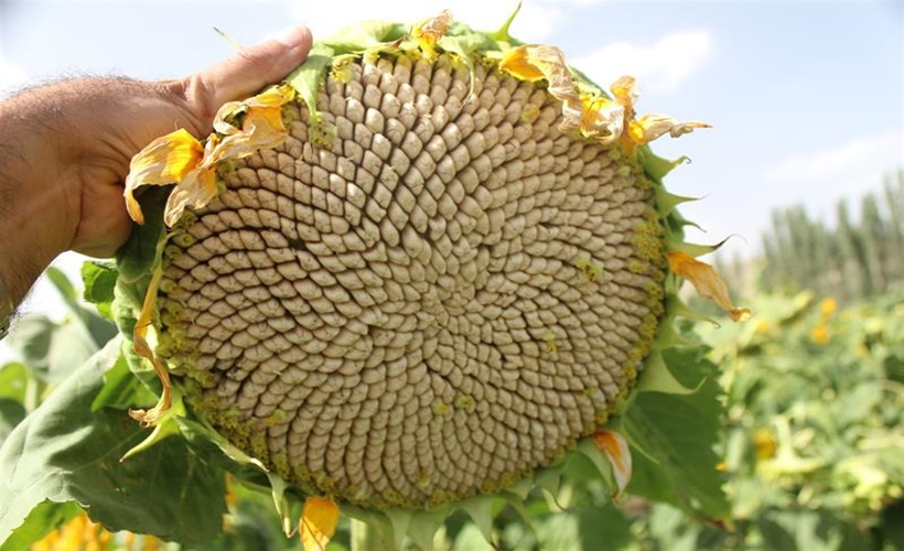 Çerezlik ayçiçeğine 'toplu' düzenleme